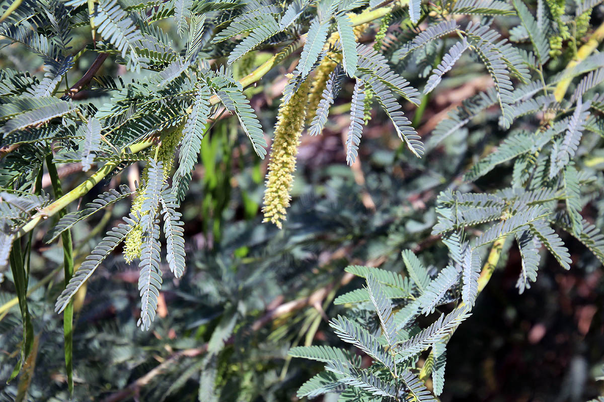 Image of familia Fabaceae specimen.
