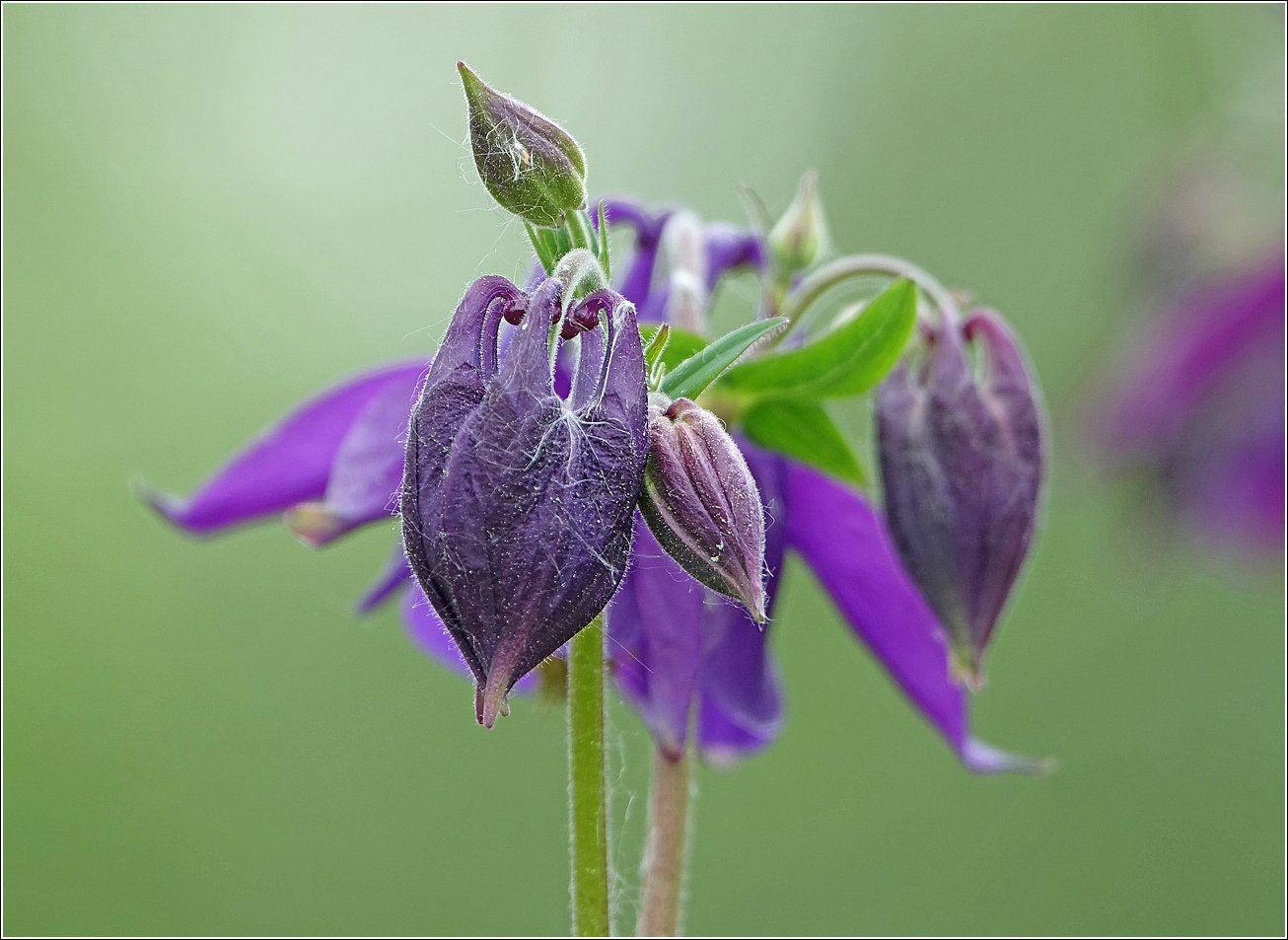 Изображение особи Aquilegia vulgaris.