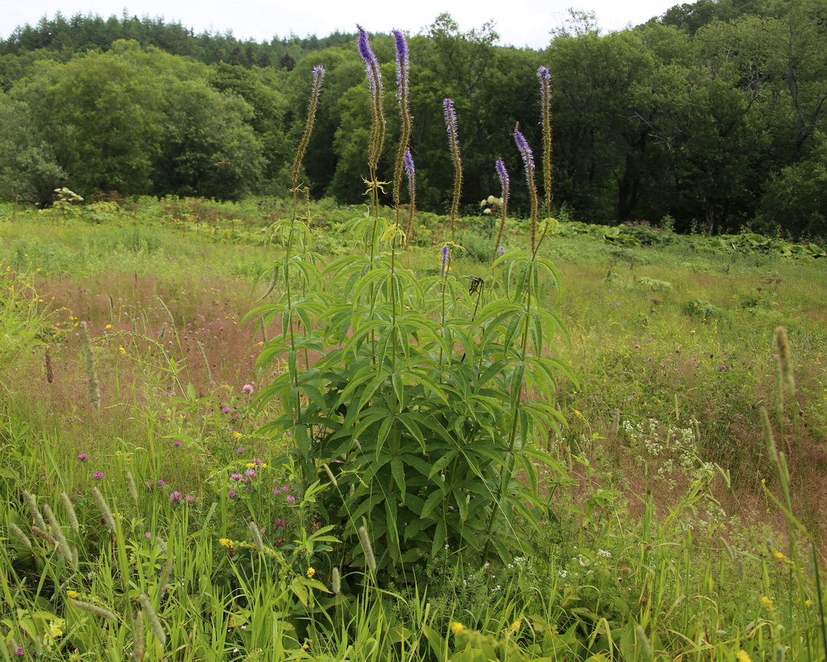 Изображение особи Veronicastrum borissovae.