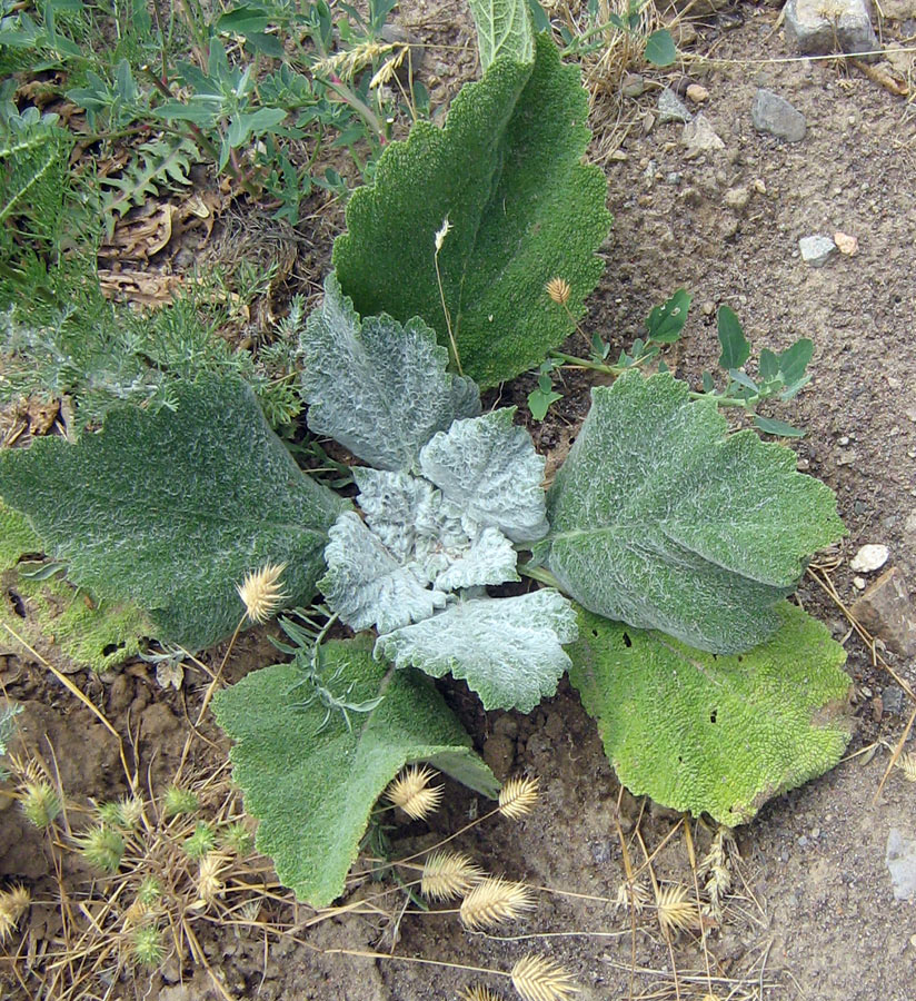 Image of Salvia aethiopis specimen.