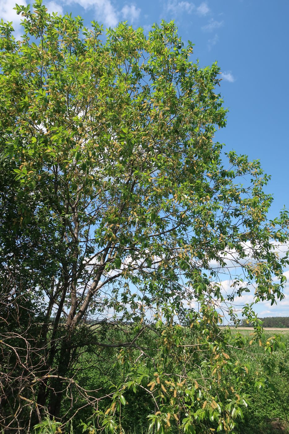 Image of Salix pentandra specimen.