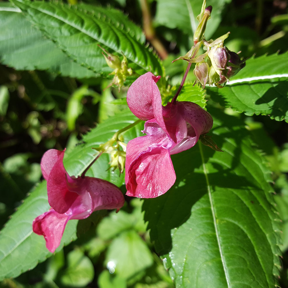 Image of Impatiens glandulifera specimen.