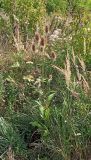 Dipsacus fullonum