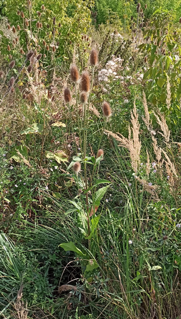 Изображение особи Dipsacus fullonum.