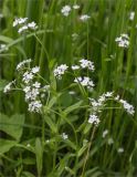 Myosotis sylvatica