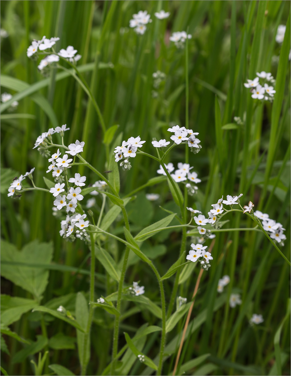 Изображение особи Myosotis sylvatica.