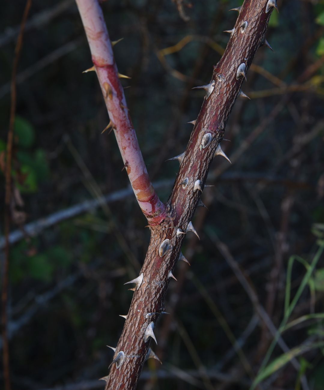 Image of genus Rosa specimen.