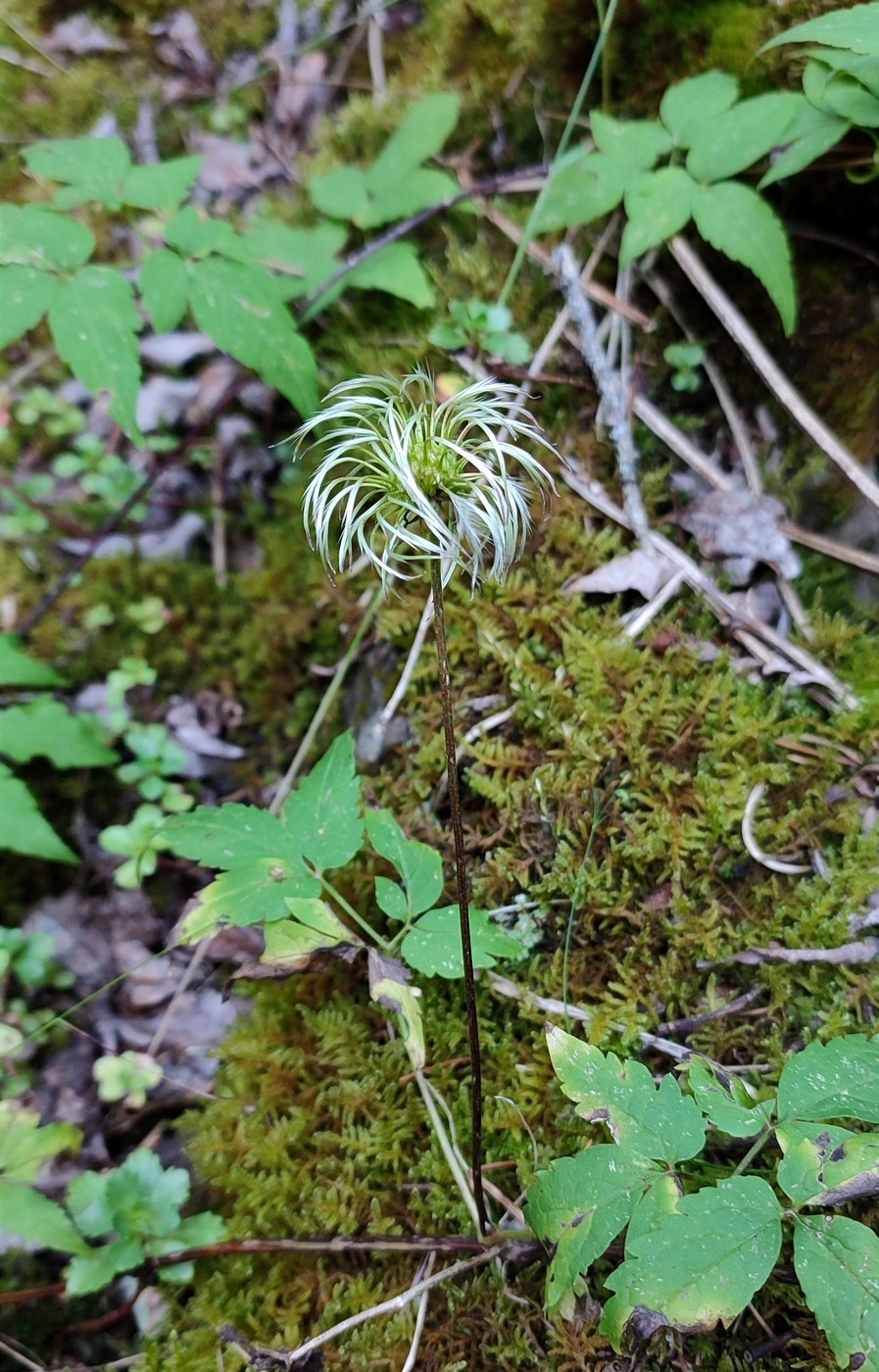 Image of Atragene sibirica specimen.