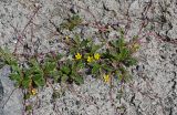 Potentilla anserina