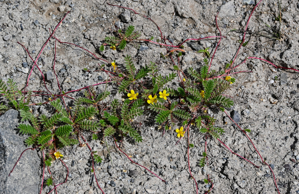 Изображение особи Potentilla anserina.