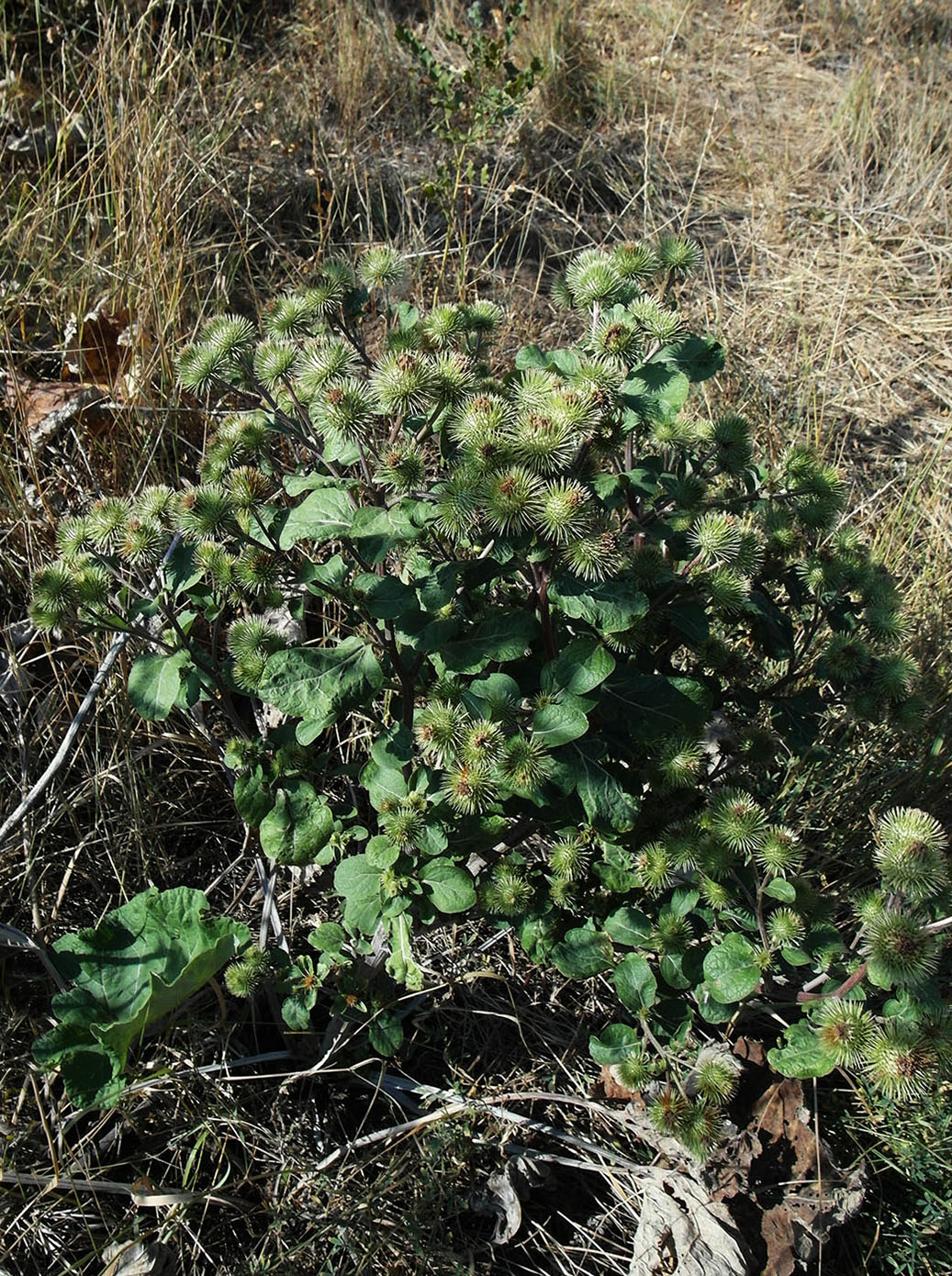 Изображение особи Arctium lappa.