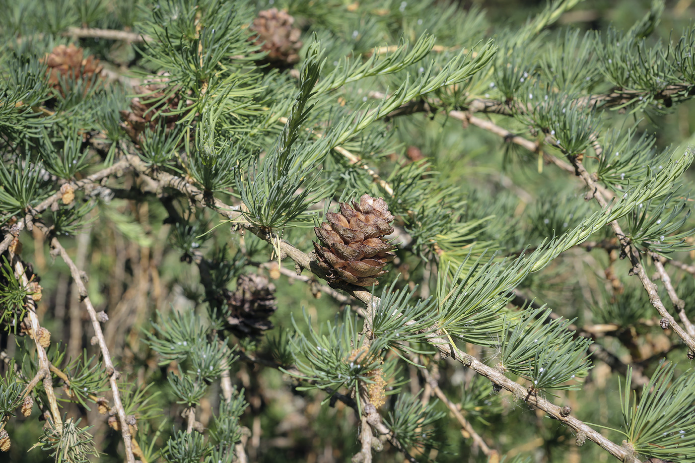 Image of Larix &times; polonica specimen.