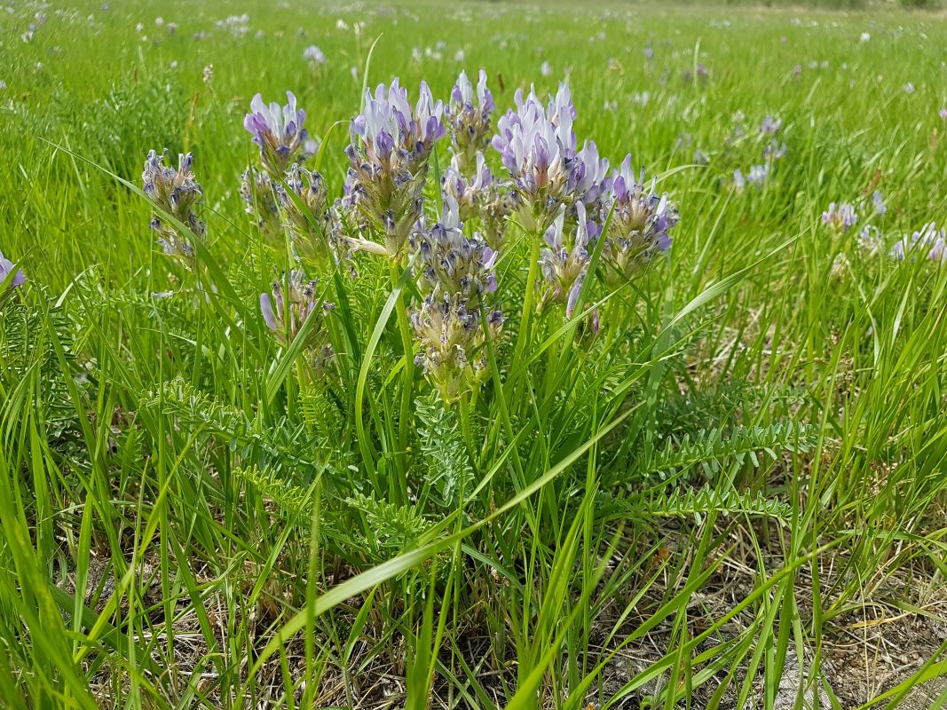 Изображение особи Oxytropis glandulosa.