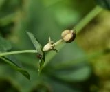 Euphorbia macroceras. Верхушка побега с плодом. Республика Адыгея, Майкопский р-н, окр. пос. Каменномостский, дно ущелья р. Мишоко в средней части, широколиственный лес. 30 июля 2022 г.