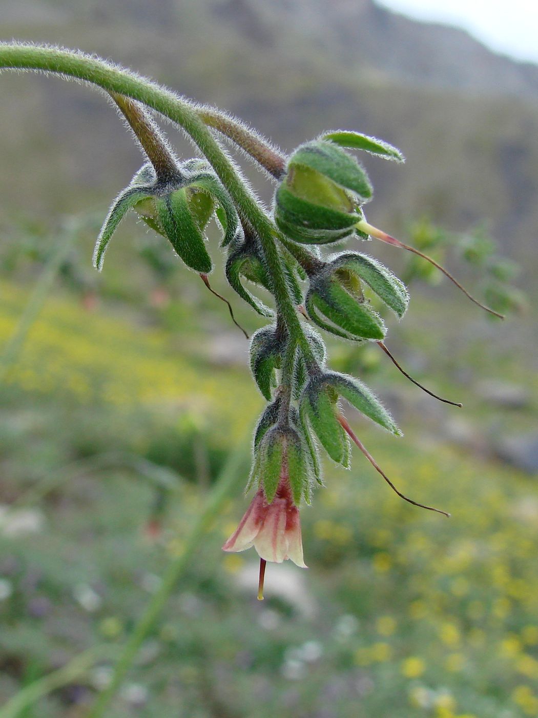Image of Lindelofia tschimganica specimen.