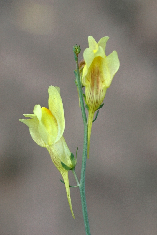 Изображение особи Linaria dolichoceras.