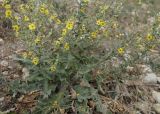 Verbascum sinuatum