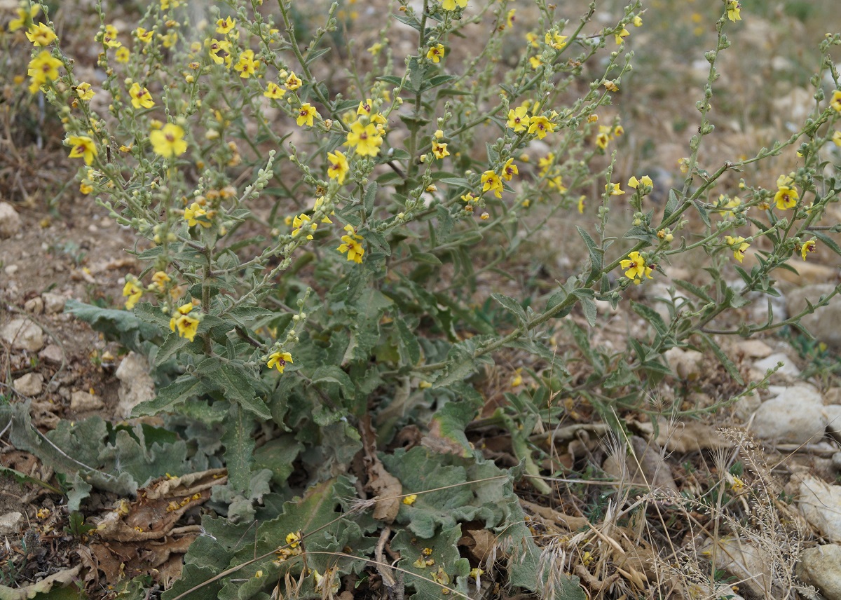 Image of Verbascum sinuatum specimen.