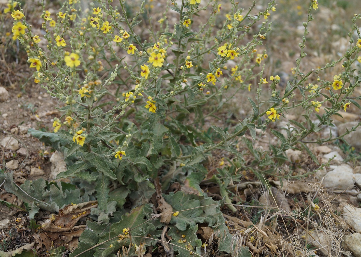 Изображение особи Verbascum sinuatum.