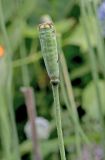 Papaver rupifragum