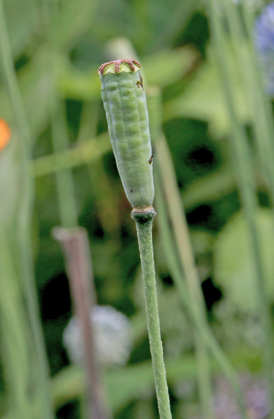 Image of Papaver rupifragum specimen.