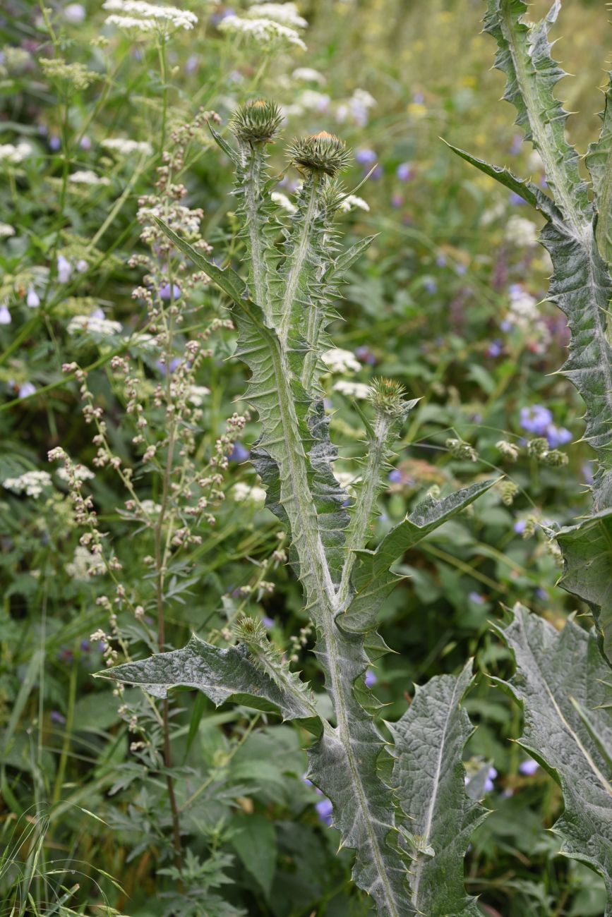 Image of Onopordum acanthium specimen.