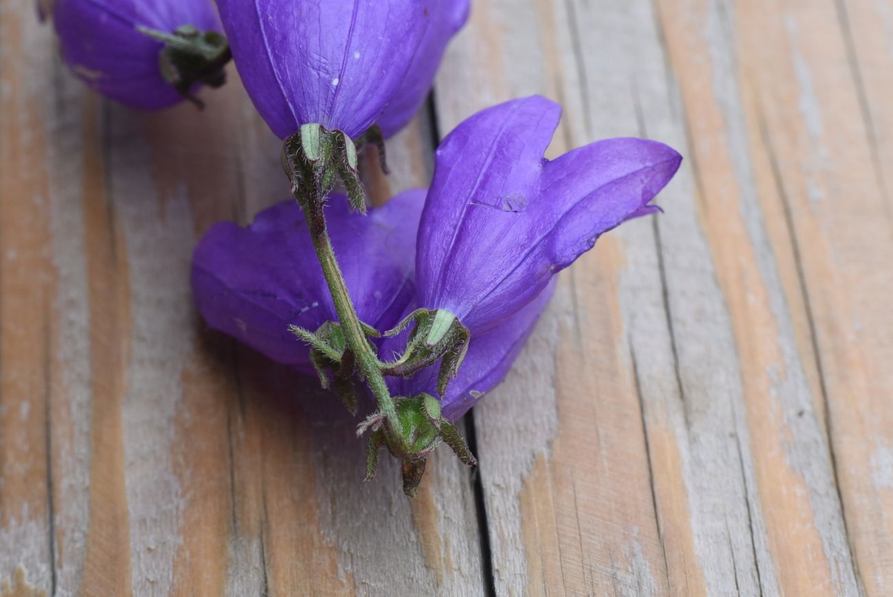 Image of Campanula rapunculoides specimen.