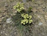 Helleborus foetidus