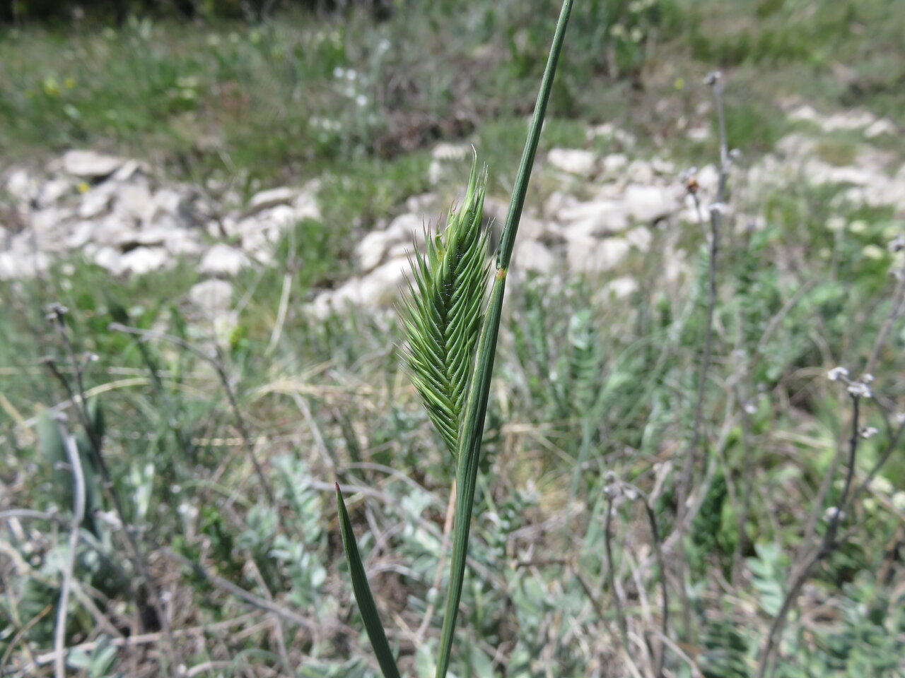 Image of Agropyron cristatum specimen.