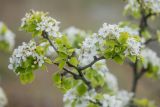 Pyrus communis. Верхушка ветви с цветками и листьями. Ростовская обл., Тарасовский р-н, гора Городище, каменисто-песчаная степь. 23.04.2023.