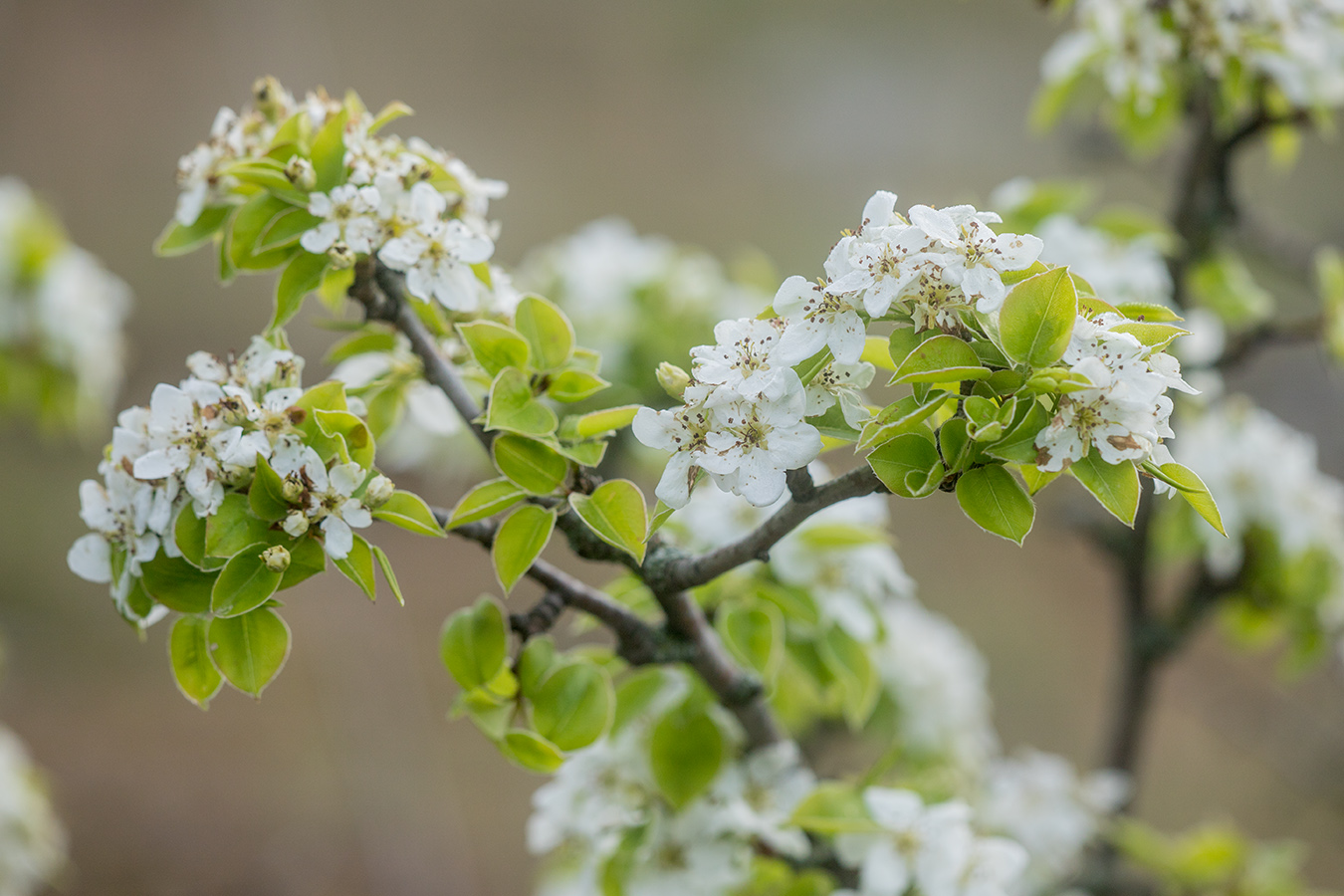 Изображение особи Pyrus communis.