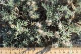 Astragalus turcomanicus