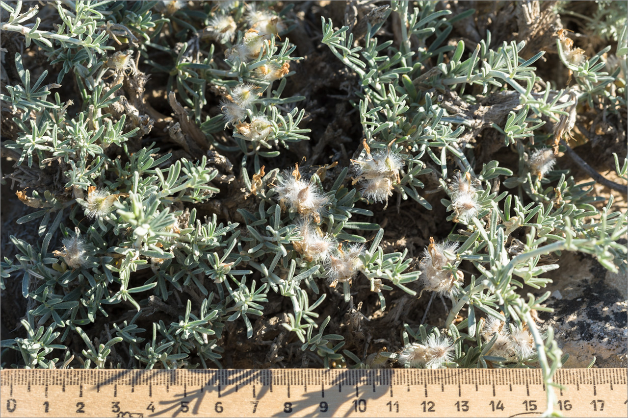 Изображение особи Astragalus turcomanicus.
