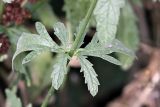 Verbena officinalis