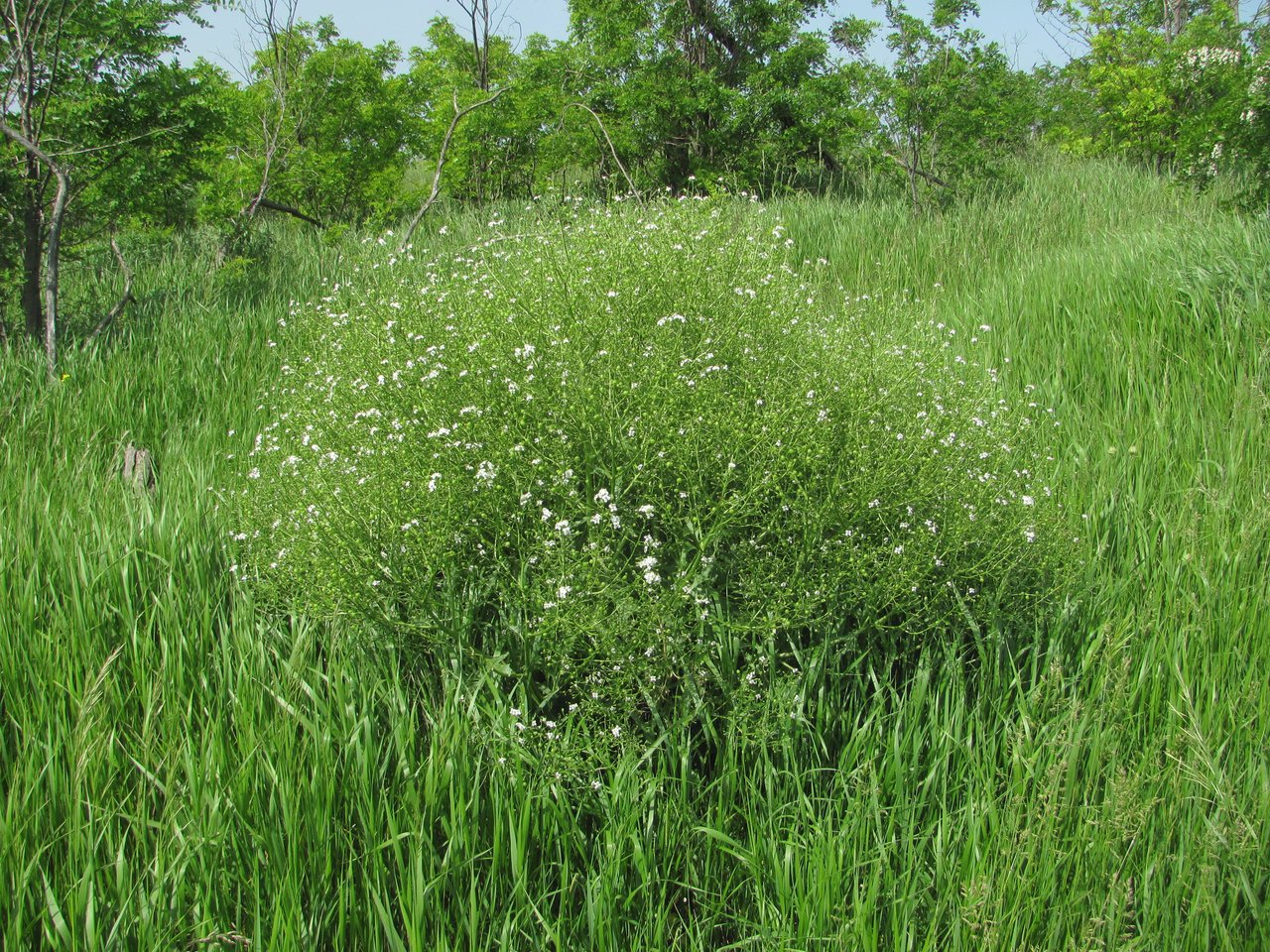 Изображение особи Crambe gibberosa.