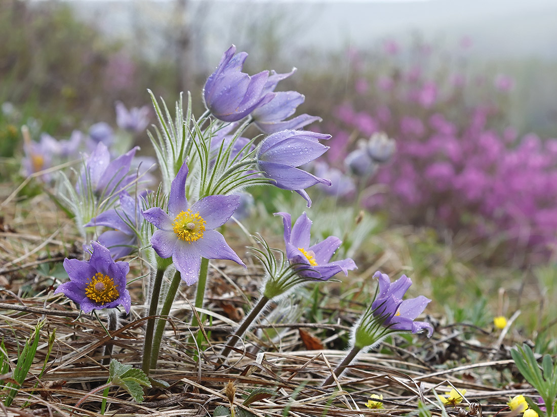 Изображение особи Pulsatilla multifida.