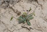Heteroderis pusilla. Отцветшее растение. Таджикистан, Согдийская обл., горы Окбель, лёссовый склон. 7 мая 2023 г.