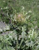 Cirsium pugnax