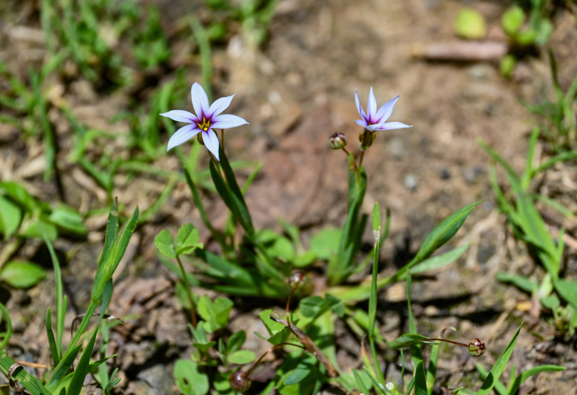 Image of Sisyrinchium rosulatum specimen.