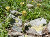 Pedicularis condensata. Цветущие растения. Карачаево-Черкесия, Урупский р-н, Кавказский биосферный заповедник, Имеретинский горный узел, СВ склон пика Ставрополь, верхняя стоянка Имеретинской тропы, ≈ 2400 м н.у.м., альпийский луг. 28.07.2022.