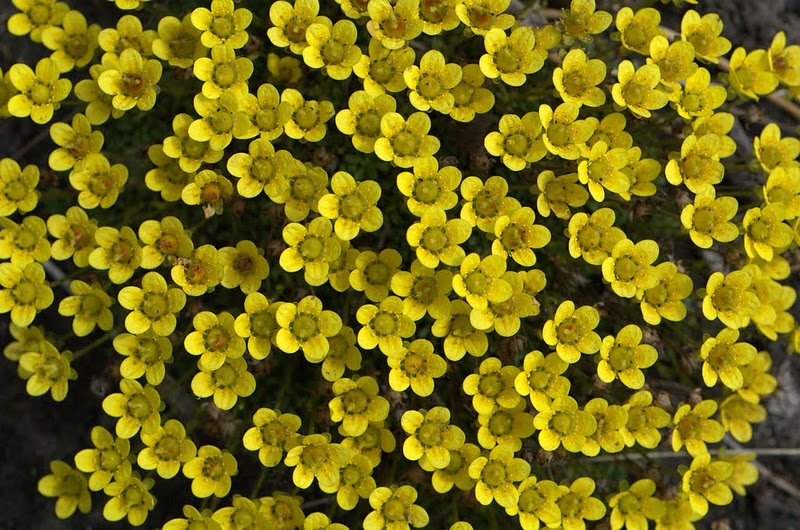 Image of Saxifraga serpyllifolia specimen.