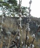 genus Verbascum