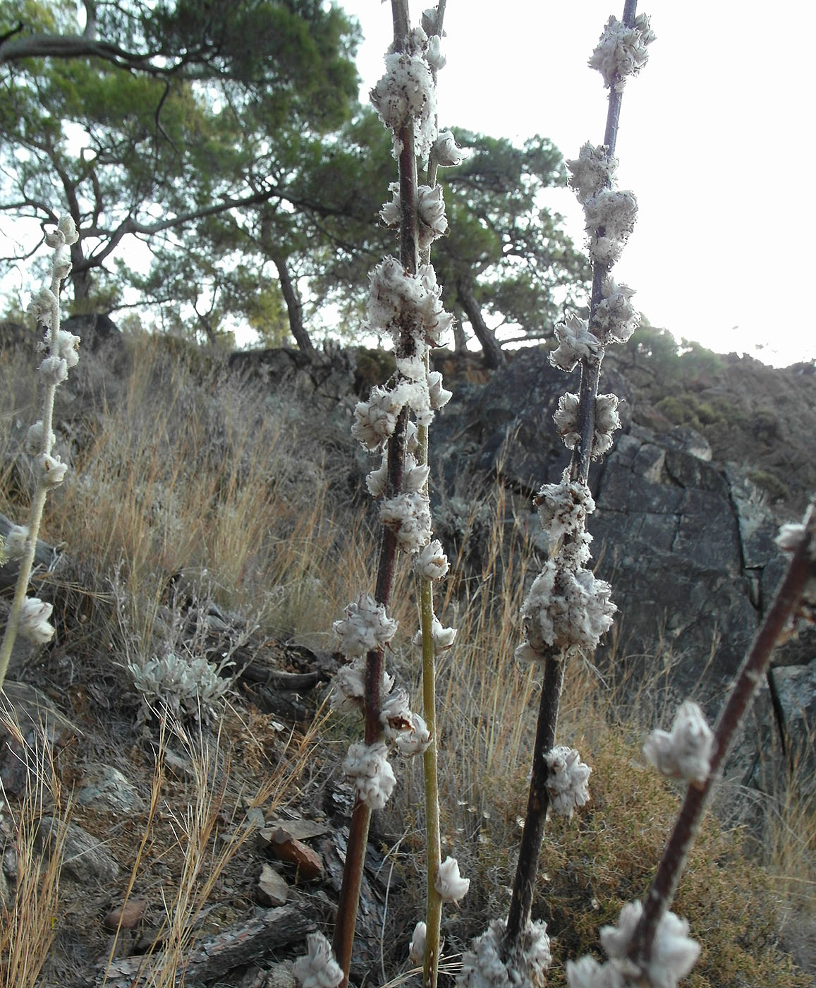 Image of genus Verbascum specimen.