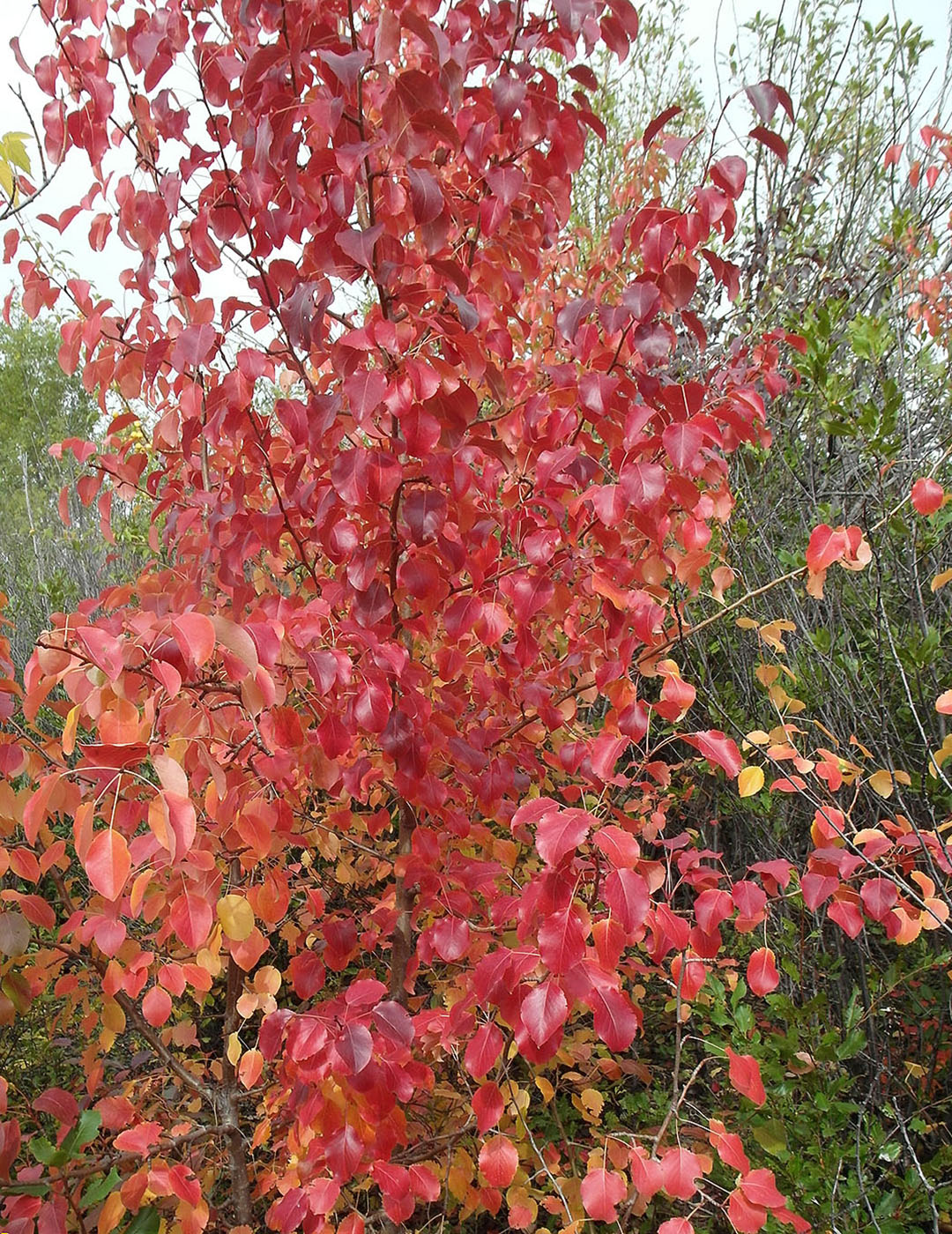 Image of Pyrus communis specimen.