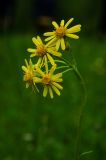 Tephroseris integrifolia. Общее соцветие. Свердловская обл., Карпинский ГО, ур. Галка, долина р. Каква, травянистая терраса. 9 июня 2023 г.