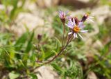 Aster sibiricus. Верхушка побега с соцветиями. Республика Саха (Якутия), Хангаласский улус, левый берег р. Сиинэ (Синяя), склон юго-западной экспозиции, песчаная осыпь. 24.07.2023.