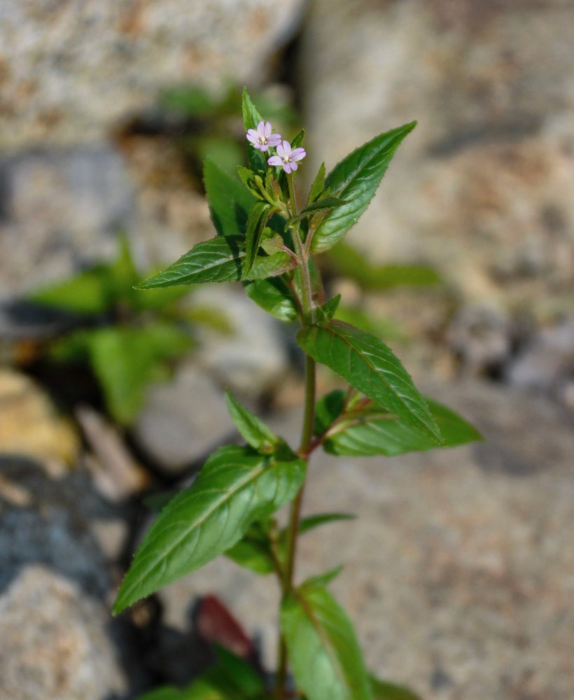 Изображение особи род Epilobium.