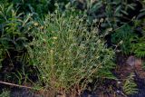 Artemisia samoiedorum