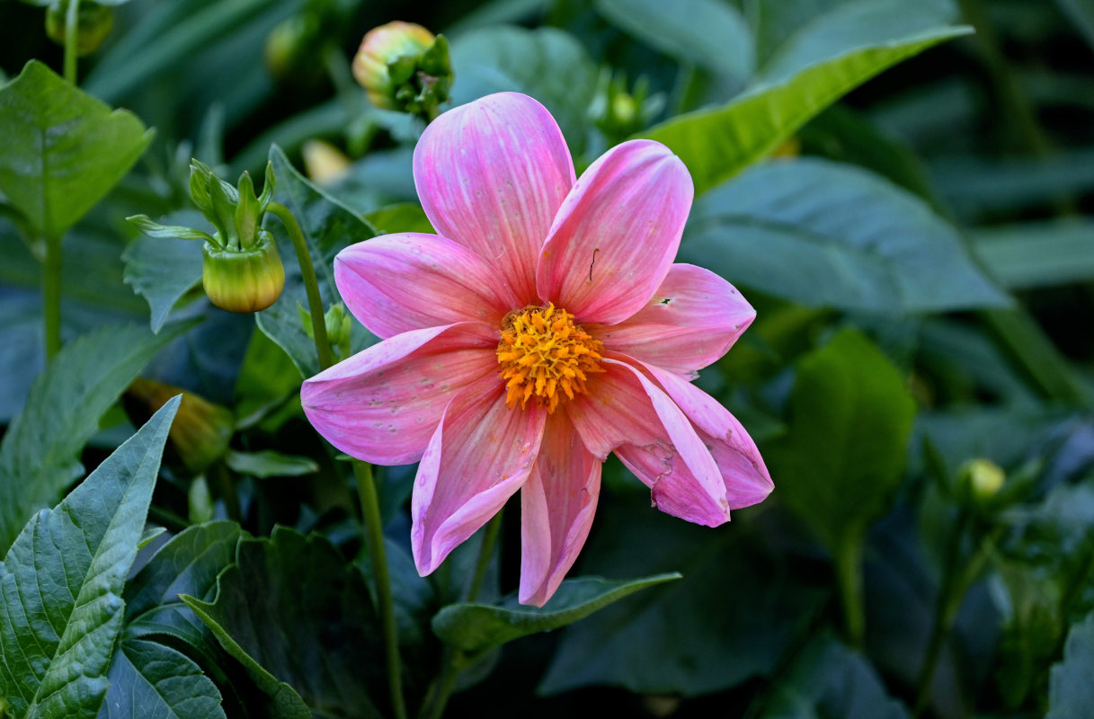 Image of Dahlia pinnata specimen.