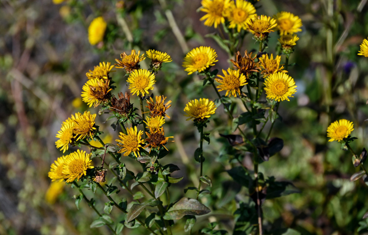 Изображение особи Inula aspera.